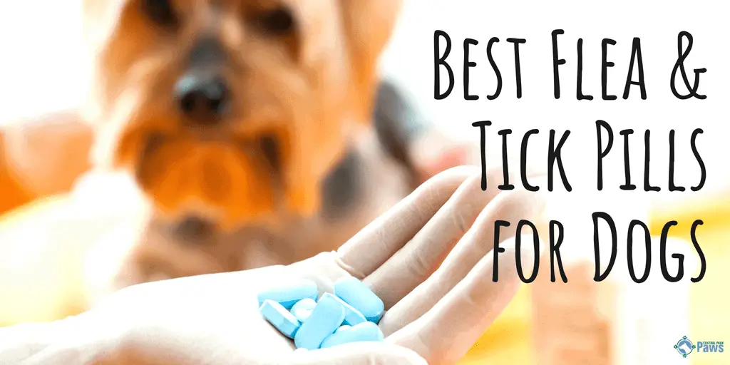 best non prescription flea pills for dogs