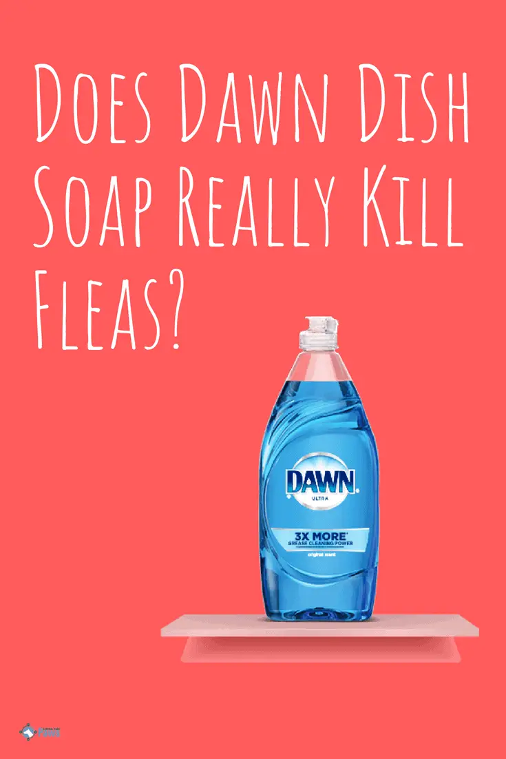 does dawn dish soap kill fleas on dogs