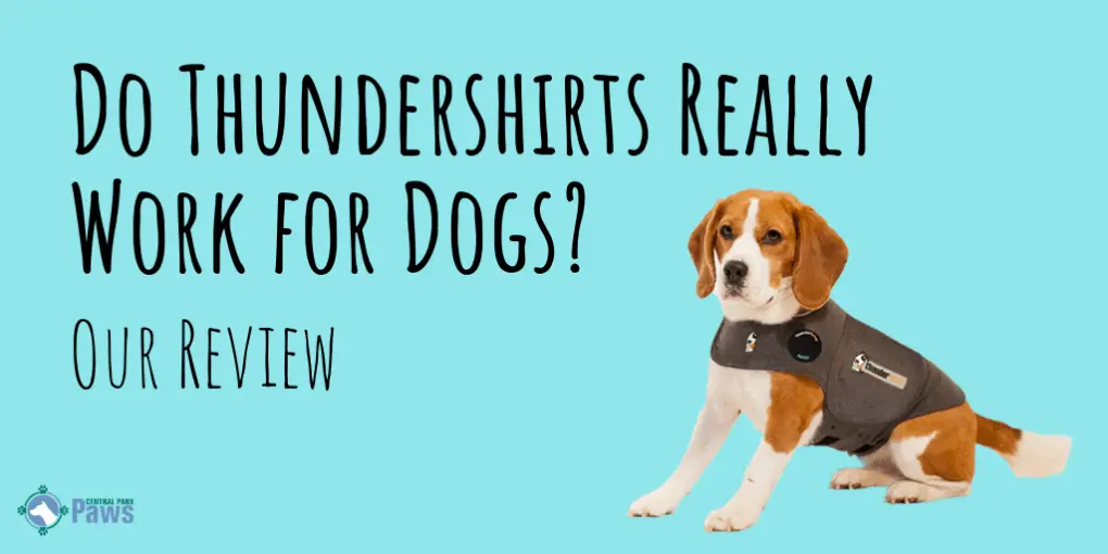 Do ThunderShirts Really Work For Anxiety? A Review By An Anxious Pup!