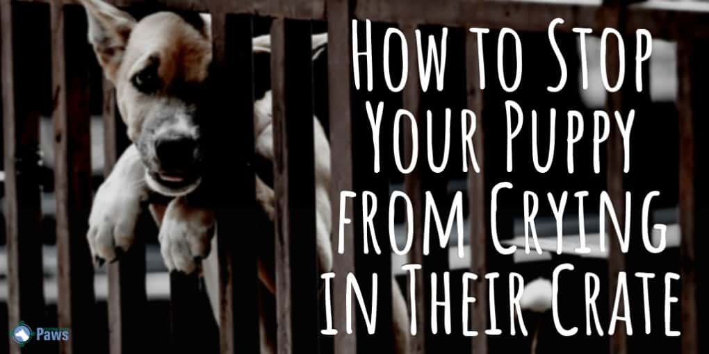 How To Stop Your Puppy From Crying In Their Crate | No More Whining!