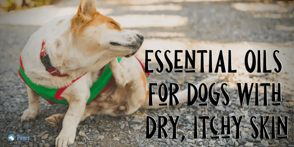 The 6 Best Essential Oils For Dogs With Dry Or Itchy Skin