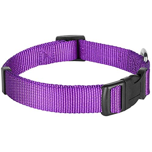 how do you deodorize a dog collar