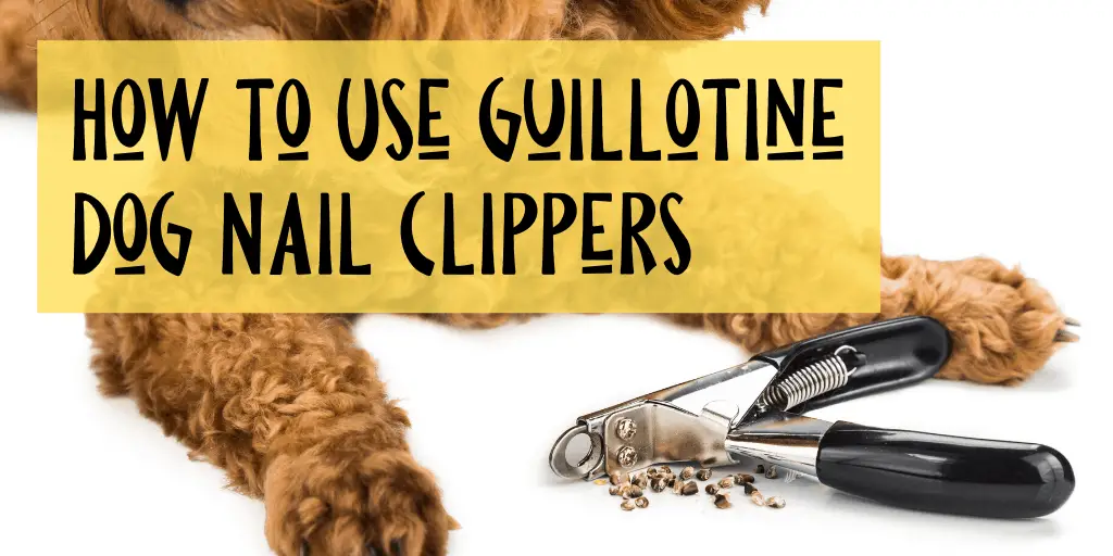 dog nail clippers guillotine type
