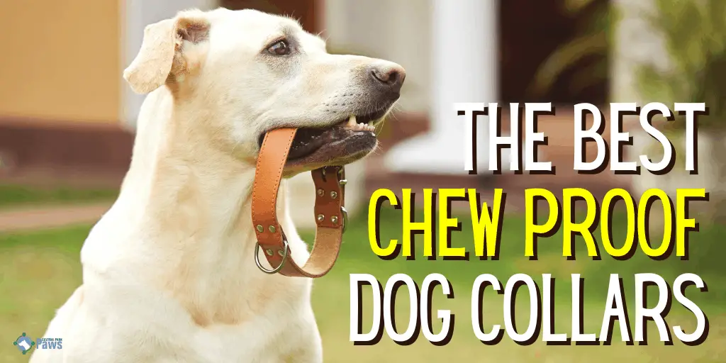 chew proof dog collar