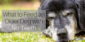 how to feed dog with no teeth