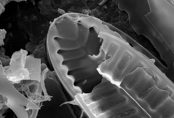 diatomaceous earth under microscope flea