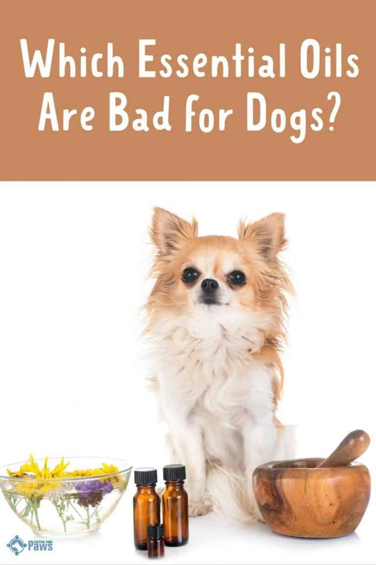 What Essential Oils Are Bad For Dogs And Which Ones Are Safe?