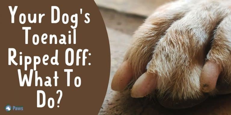 How To Treat A Dogs Ripped Toenail